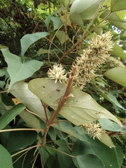 Mallotus apelta