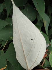 Mallotus apelta