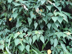 Mallotus apelta