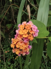 Lantana camara
