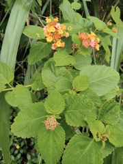 Lantana camara