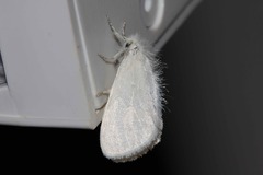 Euproctis melanosoma