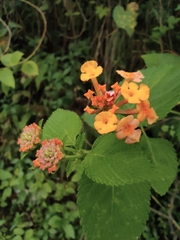 Lantana camara