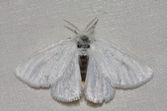 Euproctis melanosoma