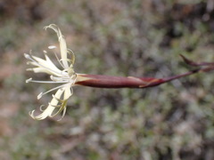 Dianthus namaensis