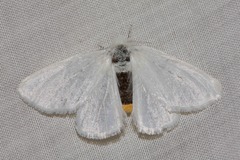 Euproctis melanosoma