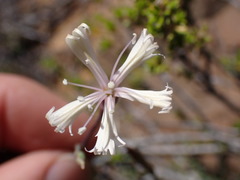 Dianthus namaensis