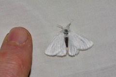Euproctis melanosoma