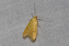 Aeolothapsa malacella