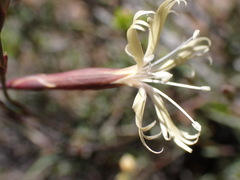 Dianthus namaensis