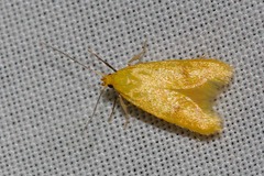 Aeolothapsa malacella