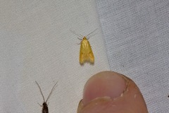 Aeolothapsa malacella