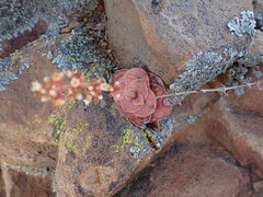 Crassula montana