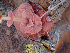 Crassula montana