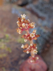 Crassula montana