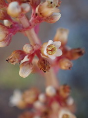 Crassula montana