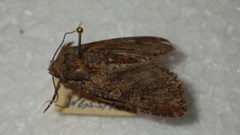 Mniotype adusta