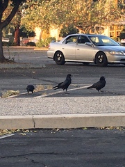 Corvus brachyrhynchos