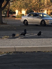 Corvus brachyrhynchos