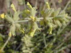 Stachys aurea