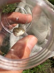 Mastophora phrynosoma
