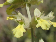 Stachys aurea