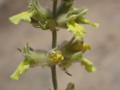 Stachys aurea