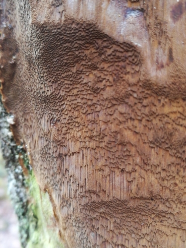 Taškuotoji kempinė nuotrauka