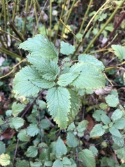 Urtica dioica