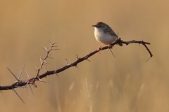 Cisticola aridulus