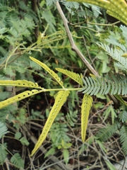 Mimosa bimucronata