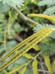 Mimosa bimucronata