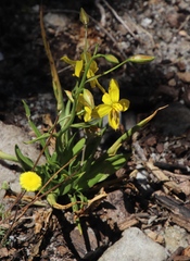 Cyanella lutea lutea