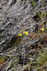 Cyanella lutea lutea
