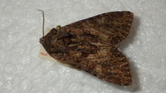 Mniotype adusta