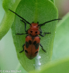Tetraopes tetrophthalmus