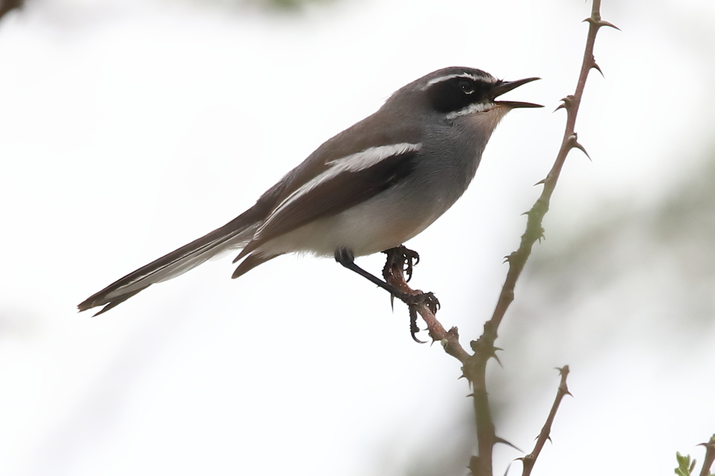 Fairy Flycatcher photo
