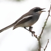 Fairy Flycatcher - Photo (c) John Gale, some rights reserved (CC BY-NC), uploaded by John Gale