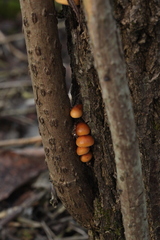 Flammulina elastica