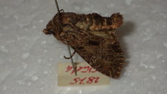 Mniotype adusta