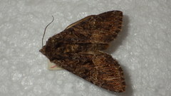 Mniotype adusta