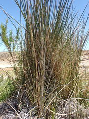 Pseudoschoenus inanis