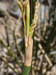 Pseudoschoenus inanis