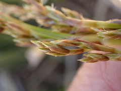 Pseudoschoenus inanis