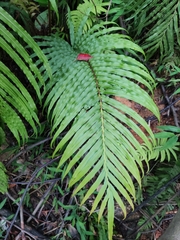 Blechnum orientale