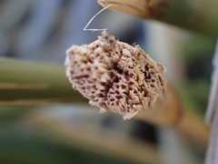 Pseudoschoenus inanis