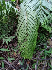Blechnum orientale