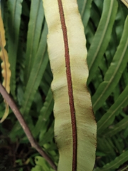 Blechnum orientale