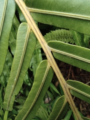 Blechnum orientale