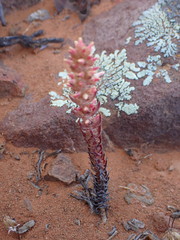 Crassula alpestris